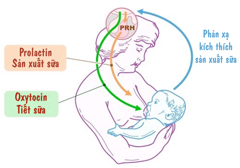 PHƯƠNG PHÁP TĂNG PHẢN XẠ XUỐNG SỮA SAU SINH